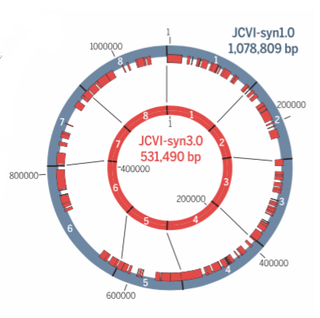 The new minimalist synthetic genome contains just 473 genes and 531,490 base pairs. Image: Hutchison et al., 2016/Science